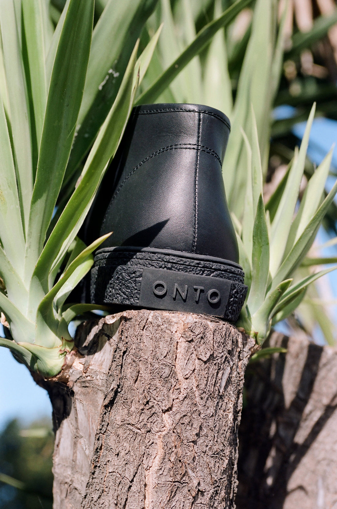 Kogi Black Palm